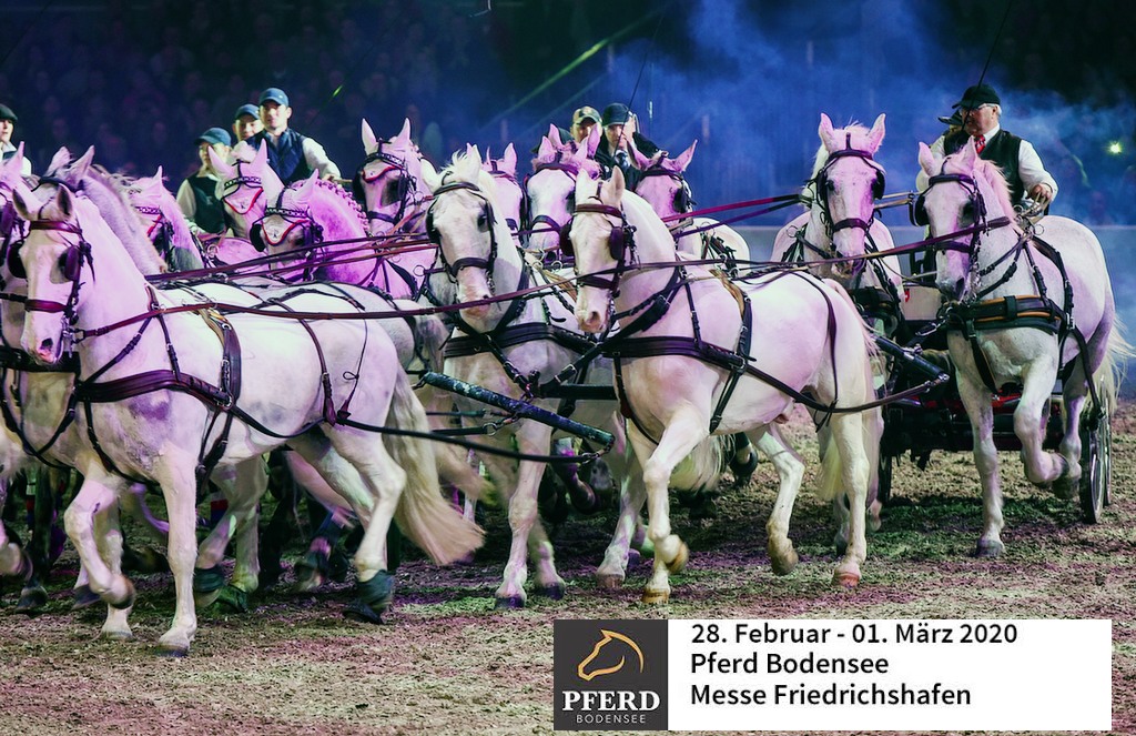Pferd Bodensee