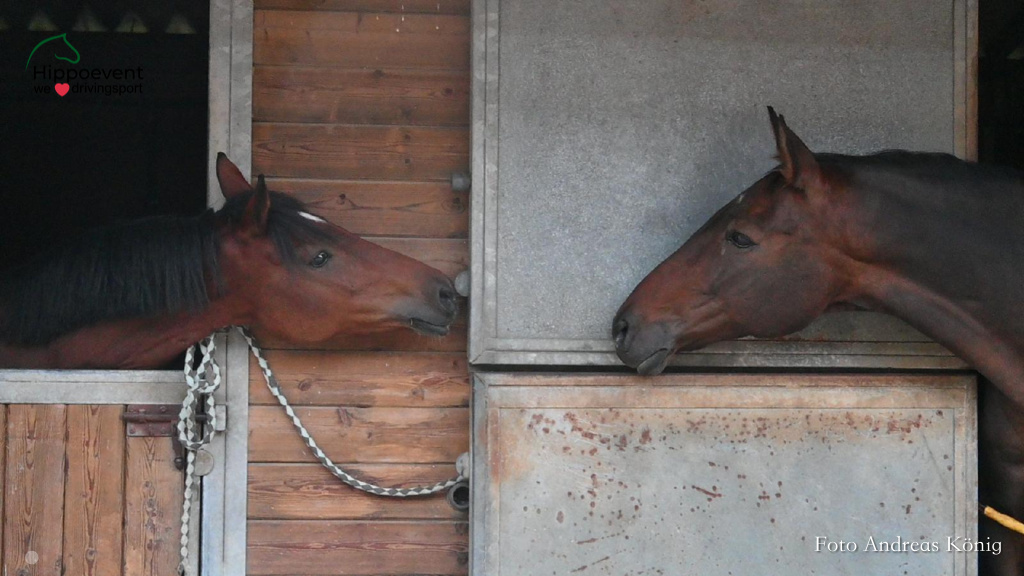 WM Pony - Le Pin FRA 25 - Tag 1 00022